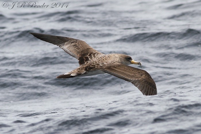Cory's Shearwater
