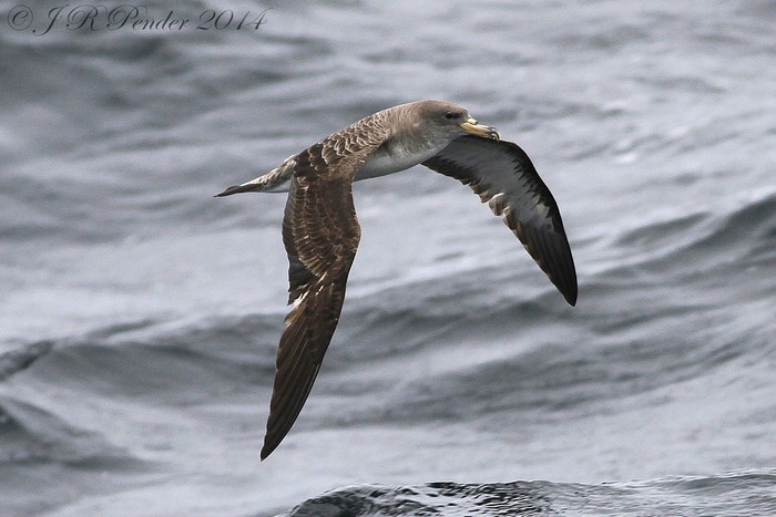 Cory's Shearwater