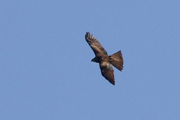Black Kite