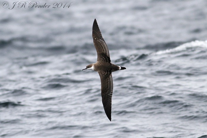 Great Shearwater