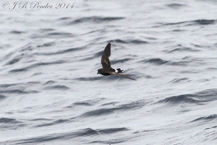 Wilson's Petrel