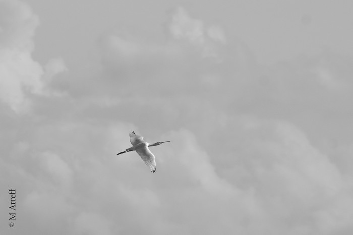 Spoonbill