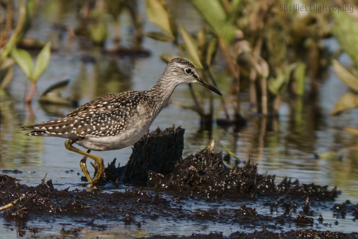 Wood Sandpiper