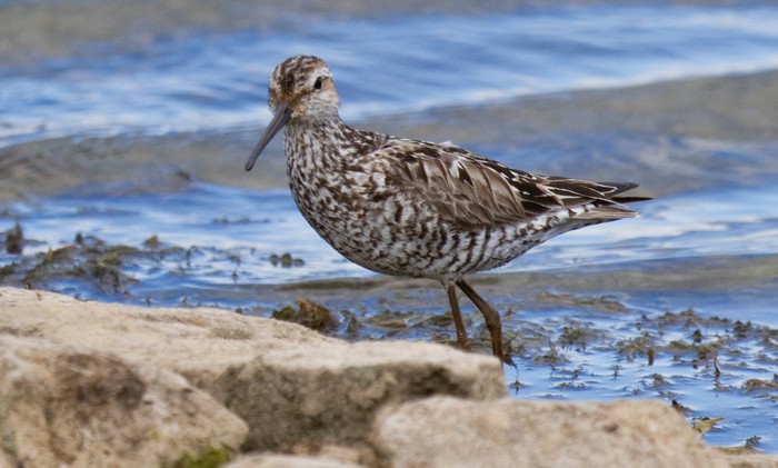 Stilt Sandpiper