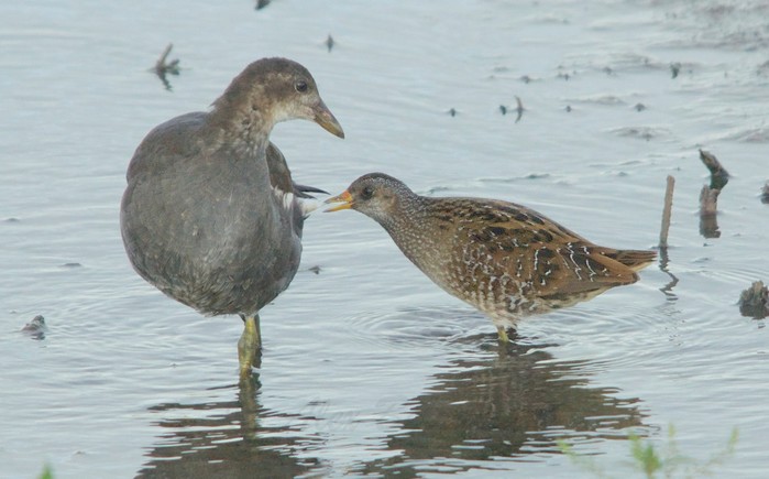 Spotted Crake