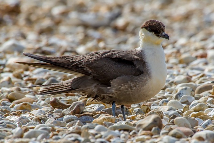 Long-tailed Skua