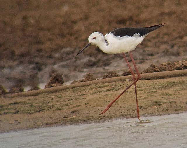 Black-winged Stilt