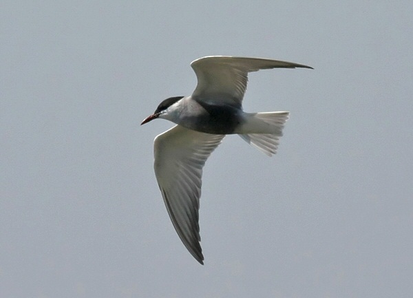 Whiskered Tern
