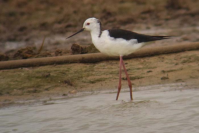 Black-winged Stilt