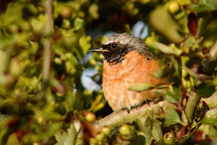 Redstart