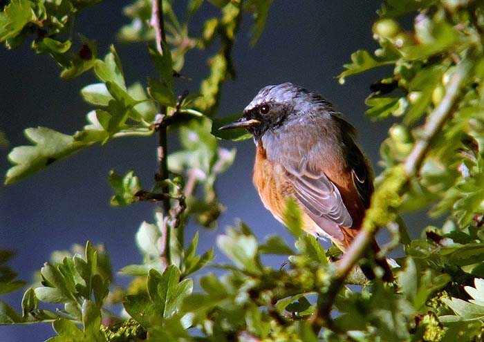 Redstart