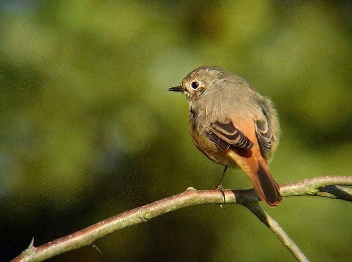 Redstart