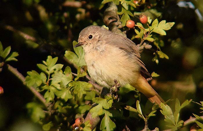 Redstart