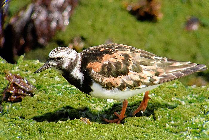Turnstone