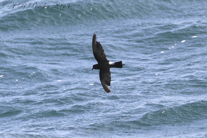 Wilson's Petrel