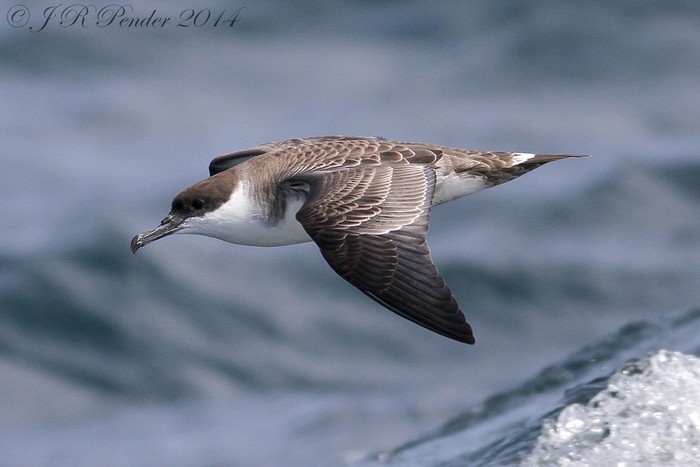 Great Shearwater