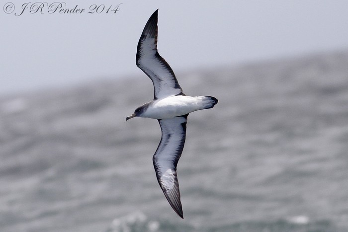 Cory's Shearwater
