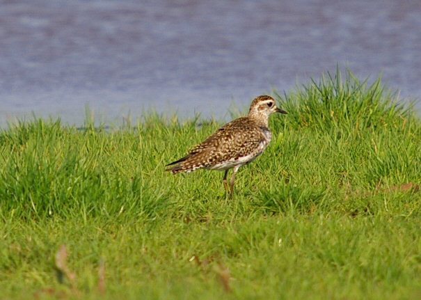American Golden Plover