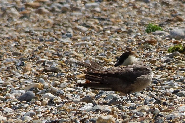 Long-tailed Skua