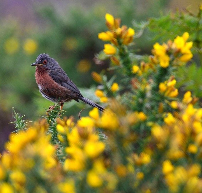 dartford warbler