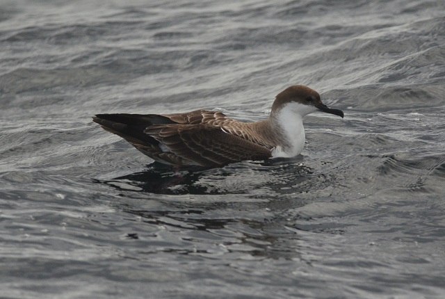 Great Shearwater
