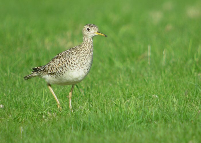 Upland Sandpiper