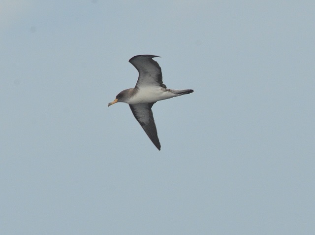 Cory's Shearwater