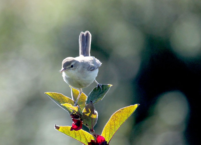 Booted Warbler