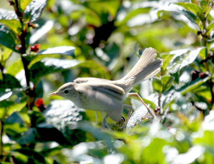 Booted Warbler