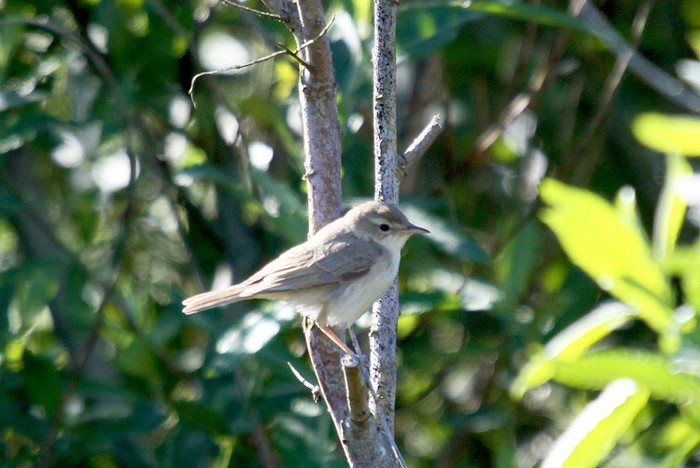 Booted Warbler