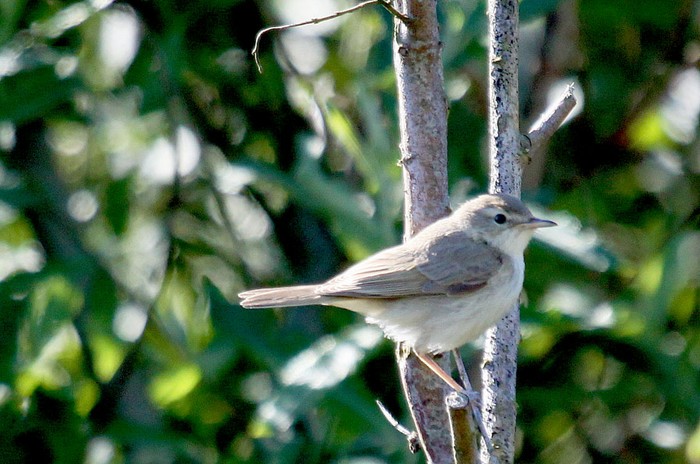 Booted Warbler