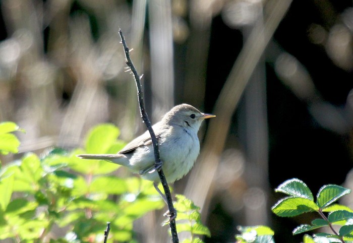 Booted Warbler