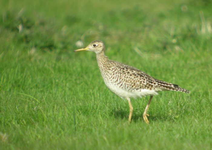 Upland Sandpiper