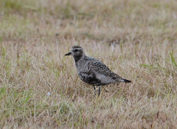 American Golden Plover