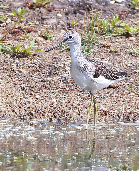 Greenshank