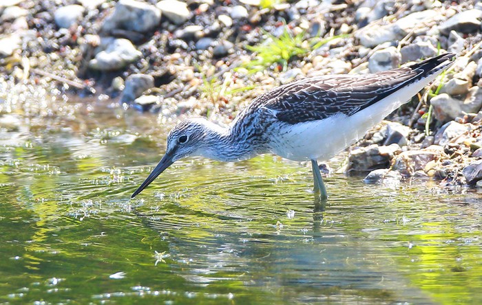 Greenshank