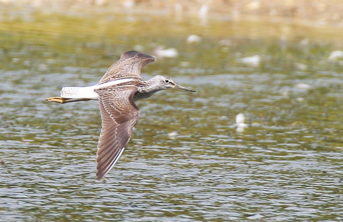 Greenshank