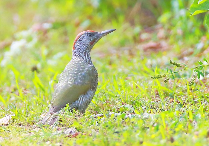 Green Woodpecker
