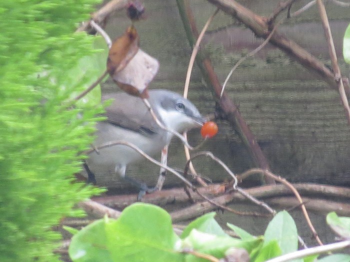 Lesser Whitethroat