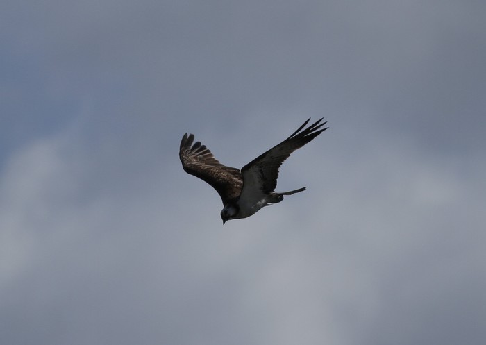osprey