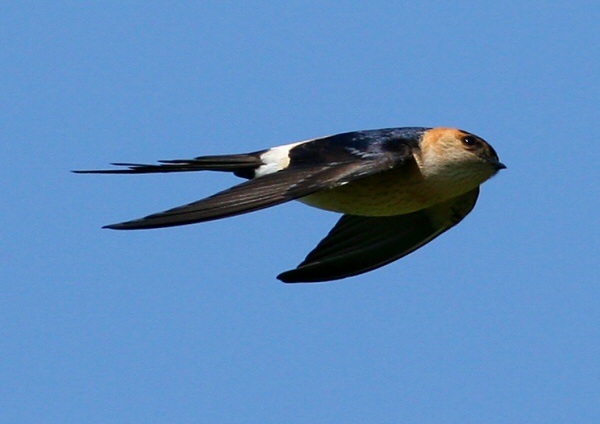 Red-rumped Swallow