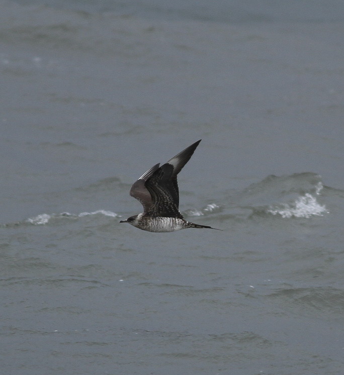 Arctic Skua