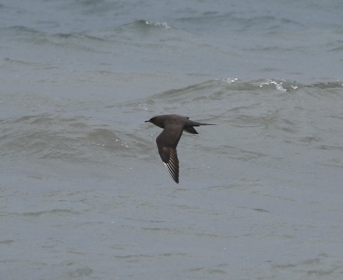 Arctic Skua