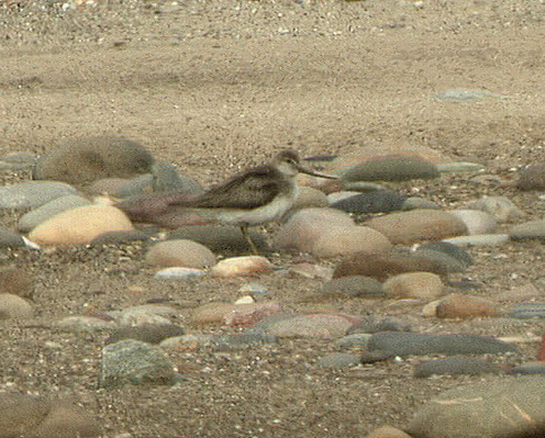Terek Sandpiper