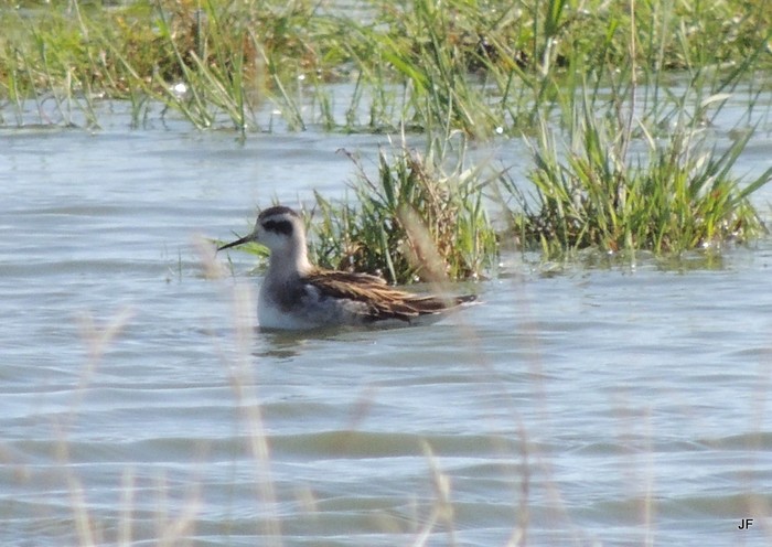 Red-necked Phalarope