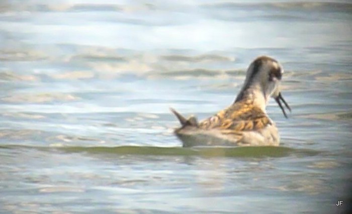 Red-necked Phalarope