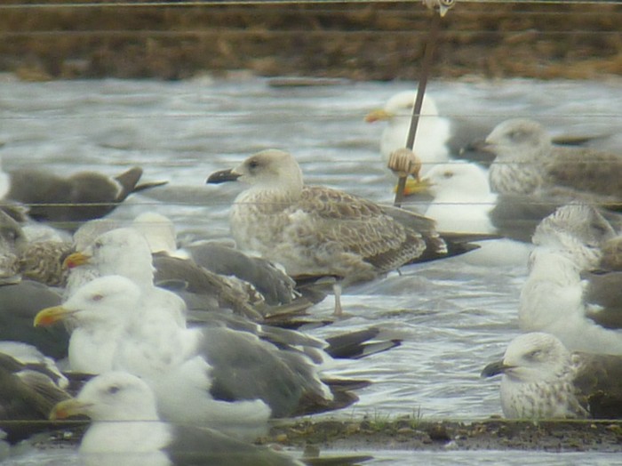 Caspian Gull