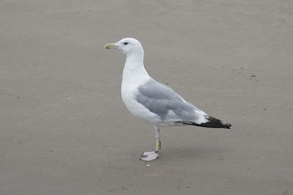 Caspian Gull