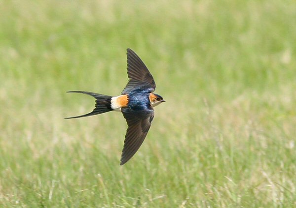 Red-rumped Swallow