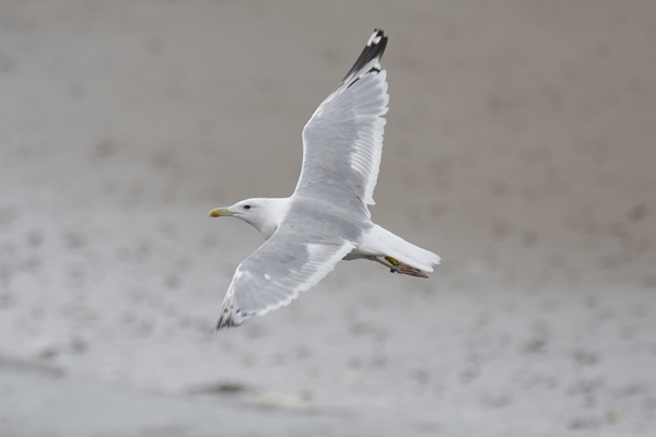 Caspian Gull